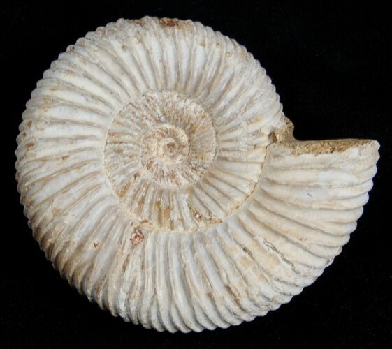 / Inch Perisphinctes Ammonite - Jurassic #1959